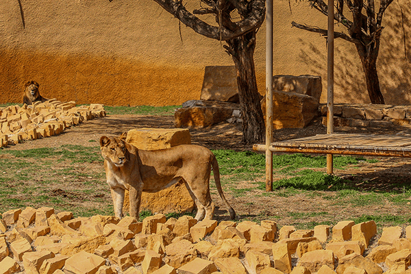 حديقة حيوان الرياض
