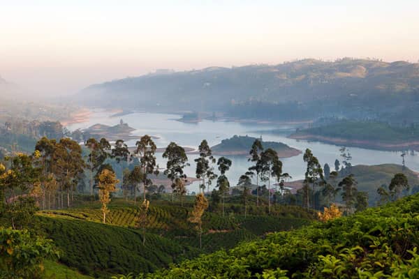 عروض الإقامة بمزارع الشاي في سريلانكا