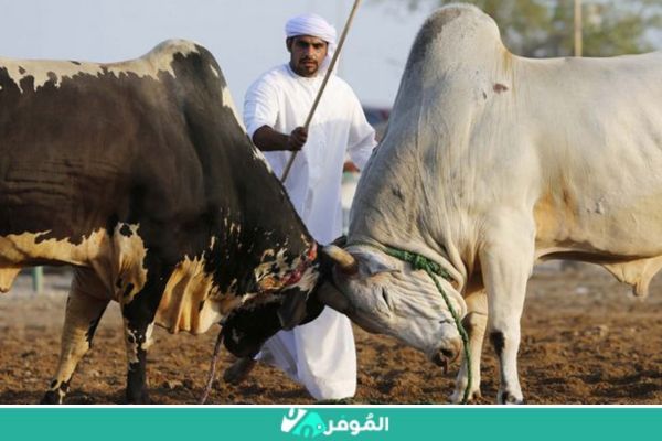 مصارعة الثيران في الفجيرة