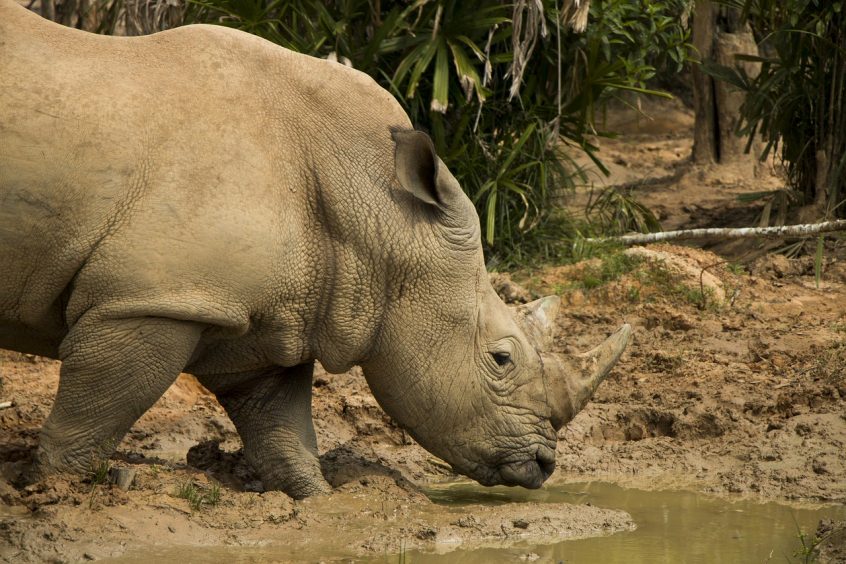 rhinoceros safari